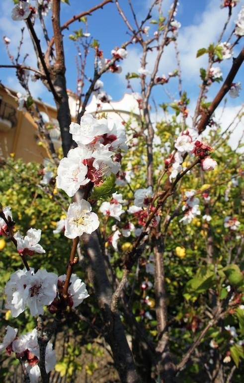 B&B Villa Olimpo Le Torri Agrigento Eksteriør billede